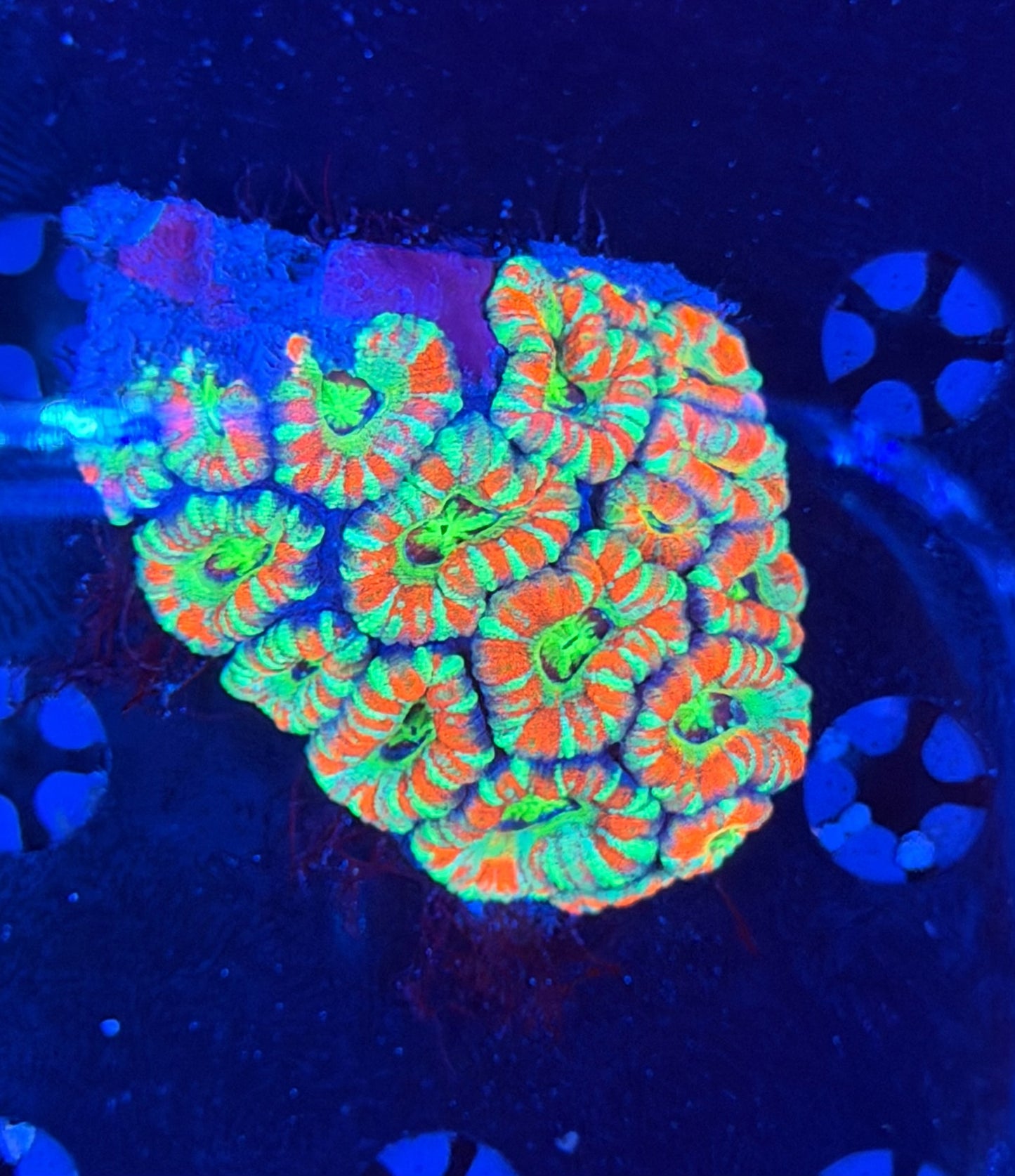Asian acan