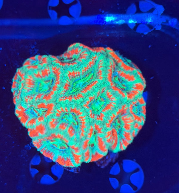Asian acan