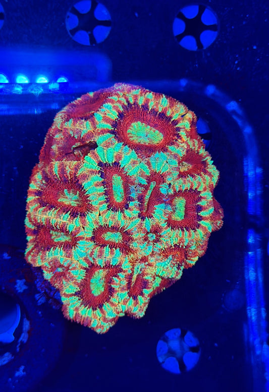 Asian acan