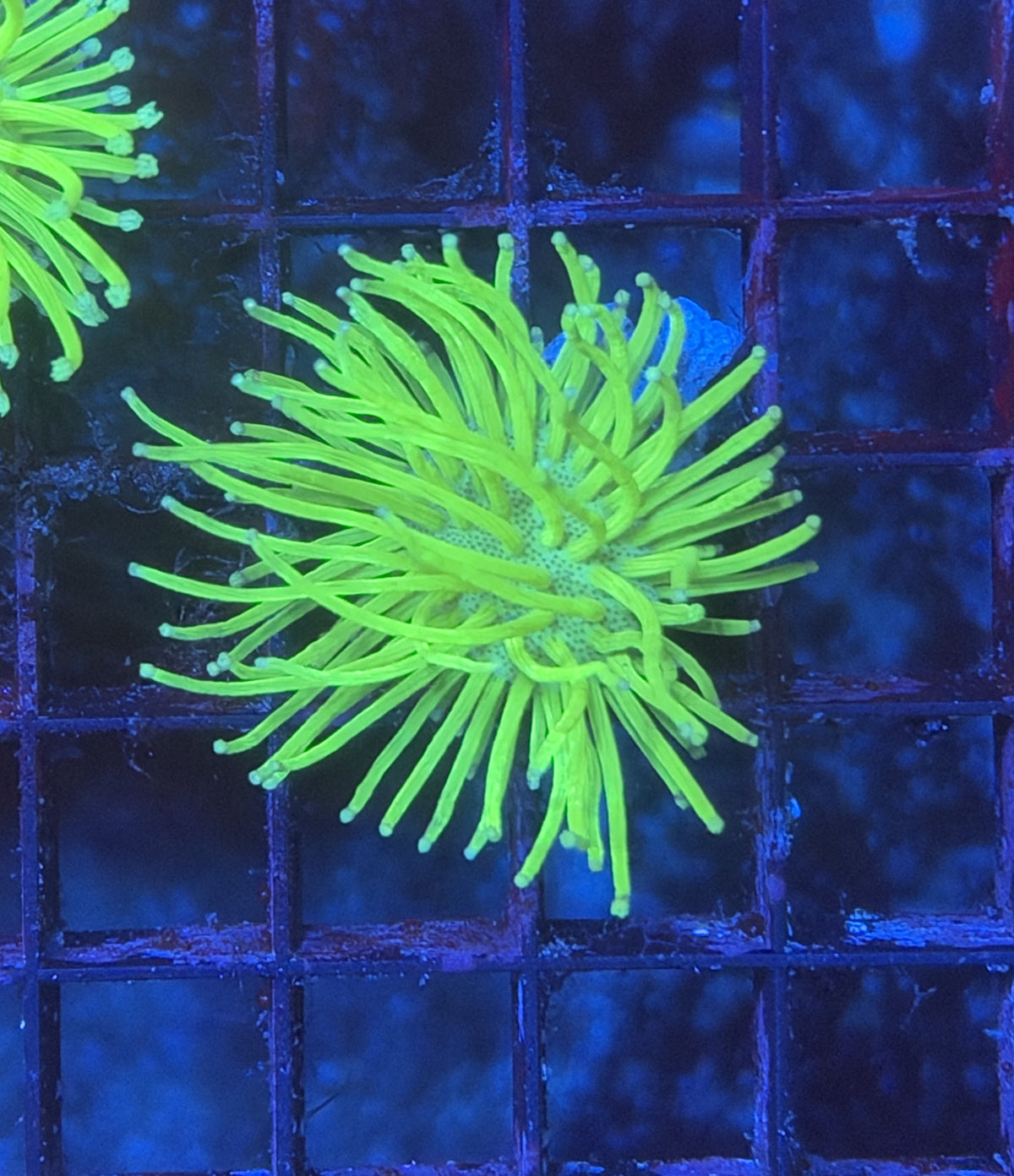 Malay Neon toadstool