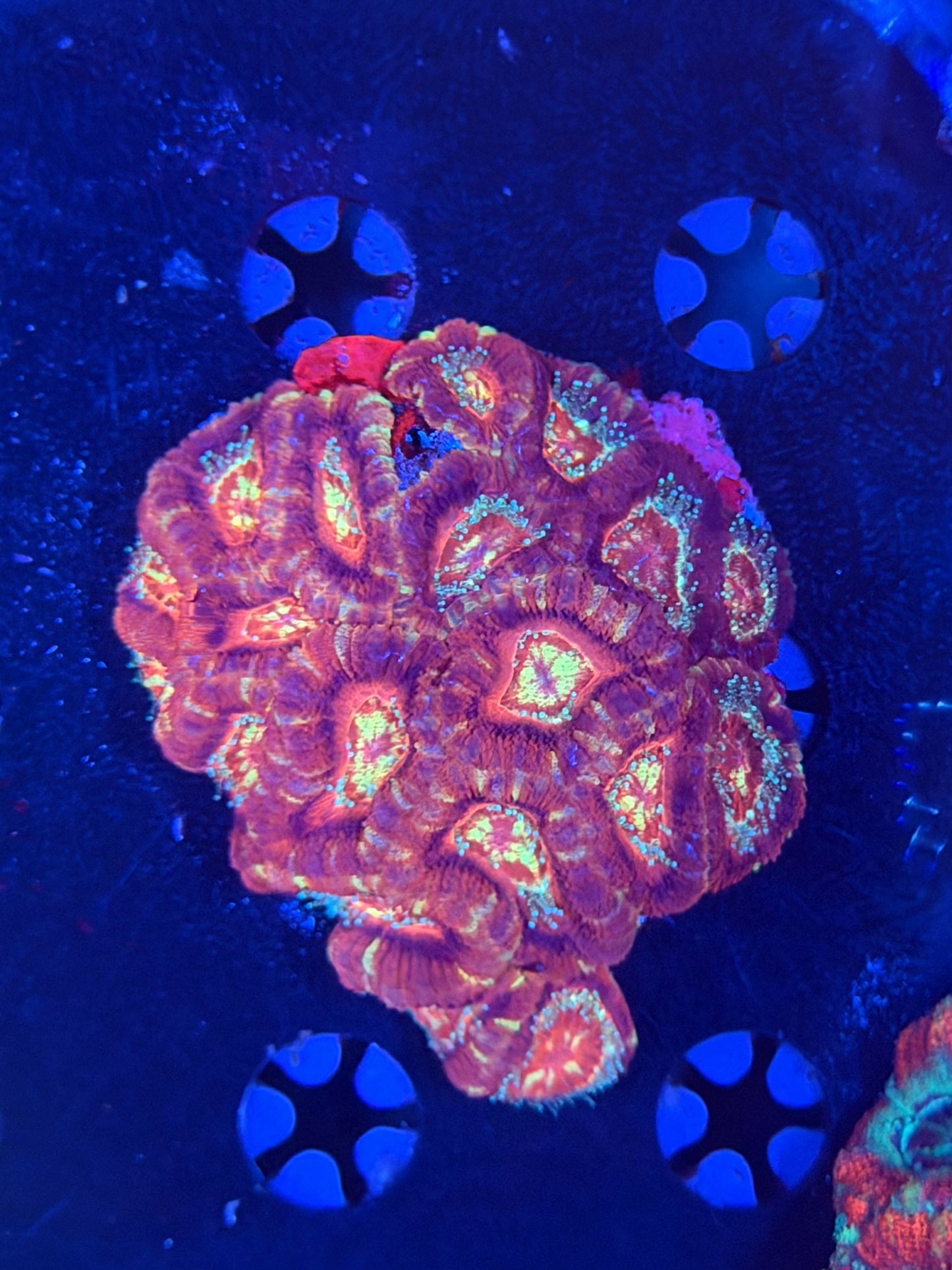 Asian acan