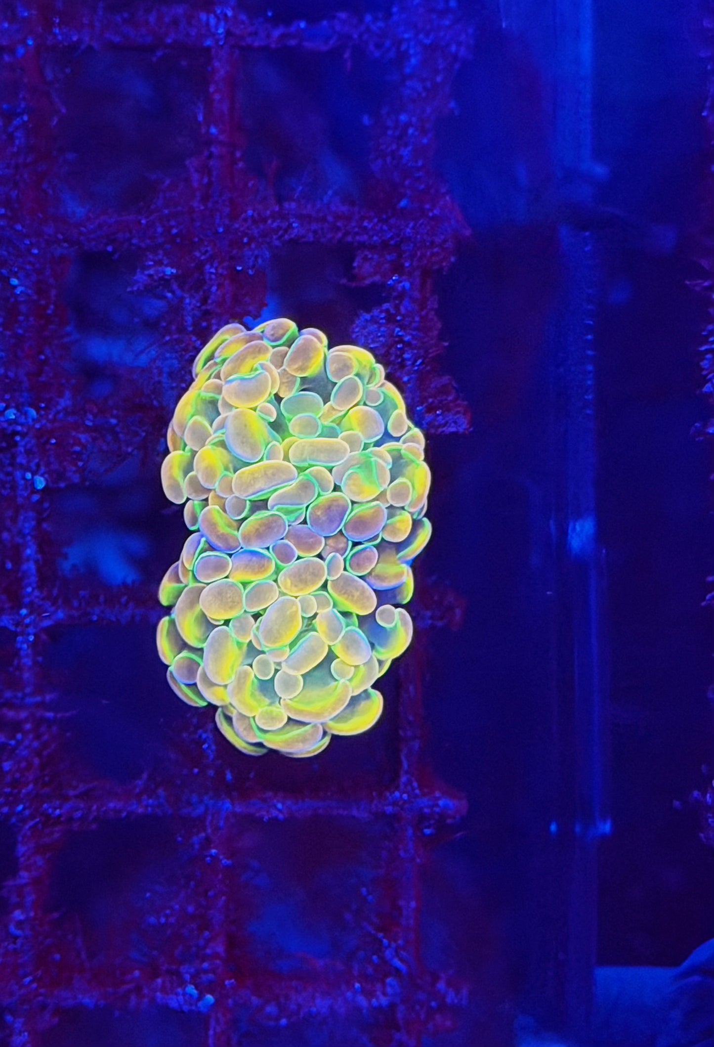 KDR Hologram