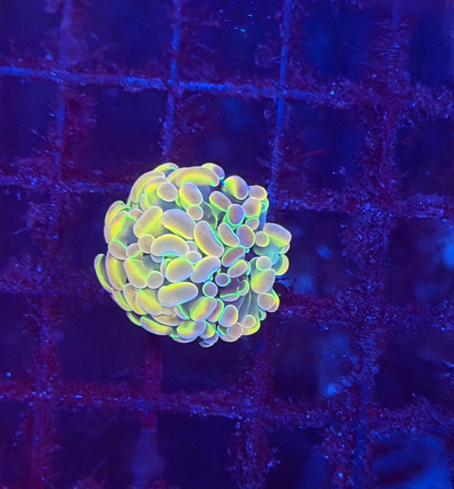 KDR Hologram