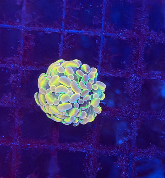 KDR Hologram