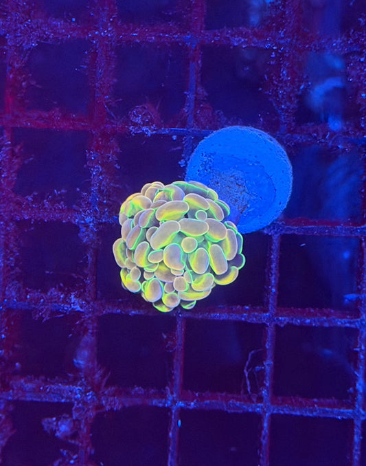 KDR Hologram
