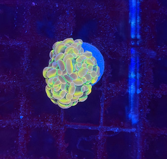 KDR Hologram