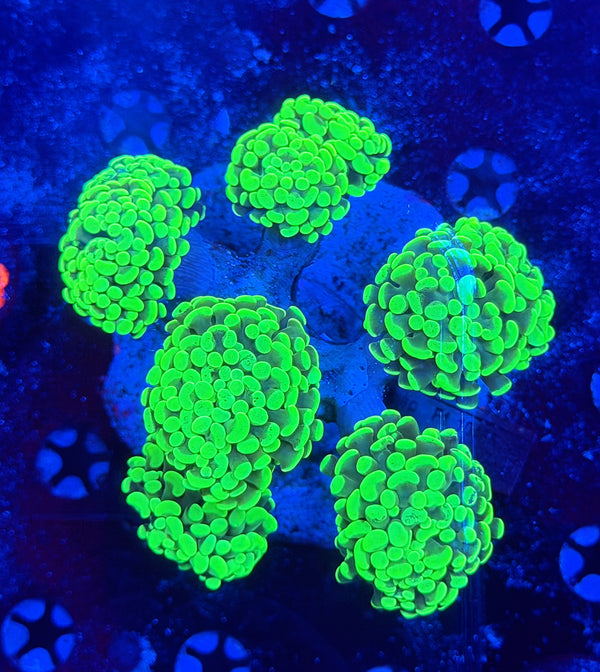 Neon green hammer colony