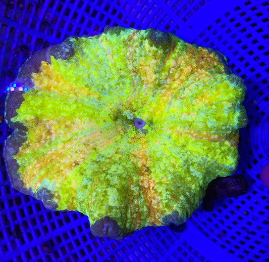 Rainbow pizza nem