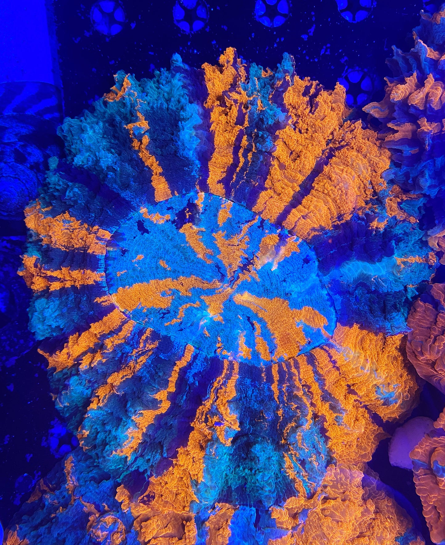 Show size rainbow acantho 7inch+