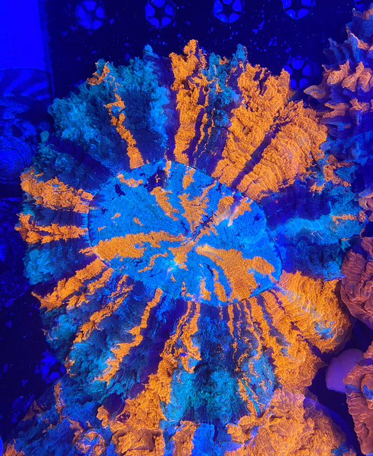 Show size rainbow acantho 7inch+