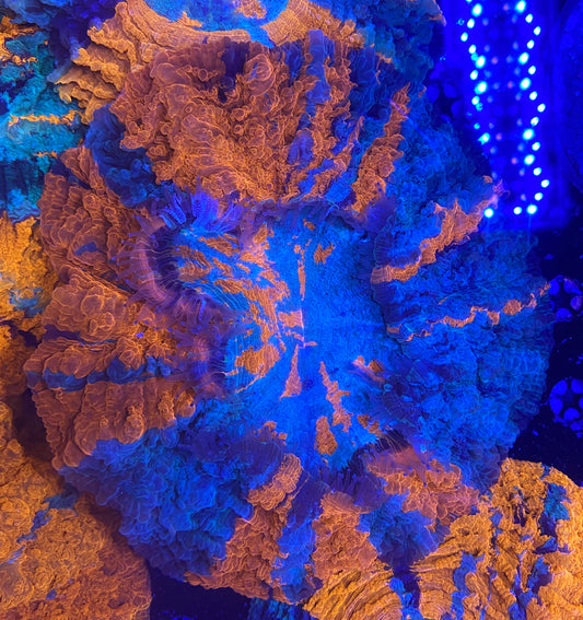 Show size rainbow acantho