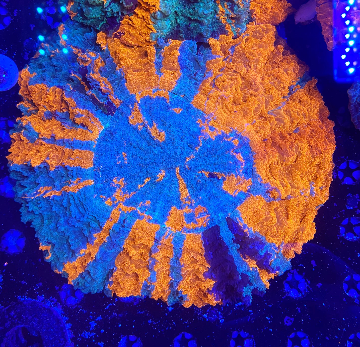 Show size rainbow acantho 7inch+