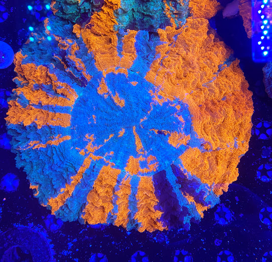Show size rainbow acantho 7inch+