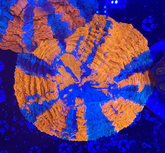 Show size rainbow acantho