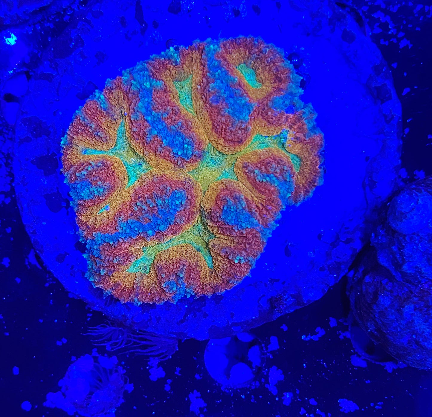 Symphillia rainbow