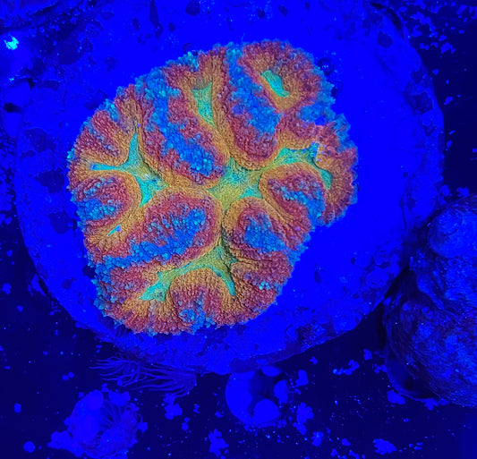 Symphillia rainbow