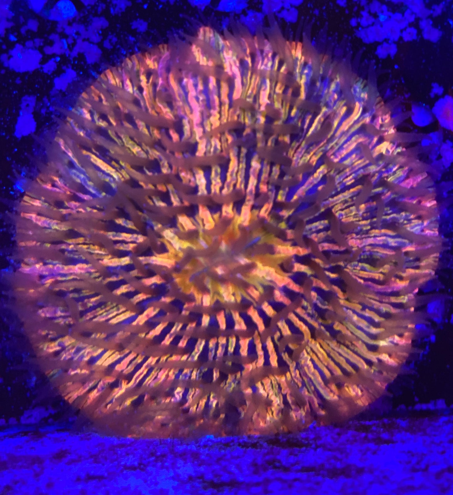 Rainbow fungia