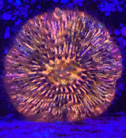 Rainbow fungia