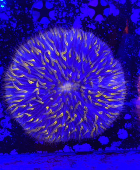 Rainbow fungia