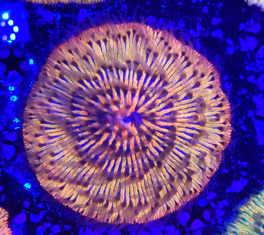 Rainbow fungia