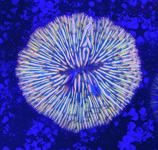 Rainbow fungia