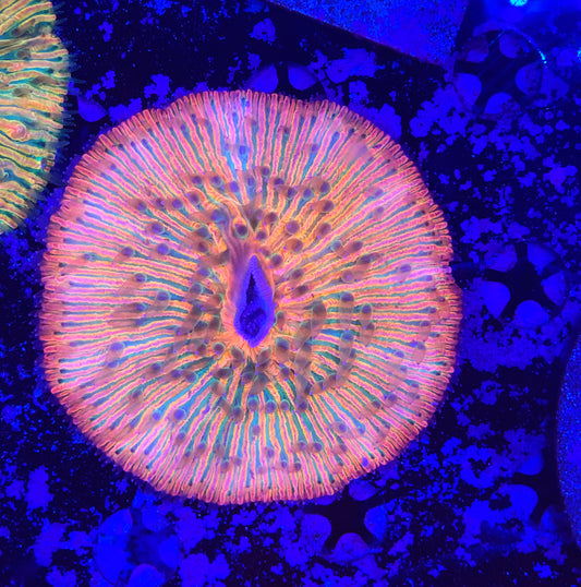 Rainbow fungia
