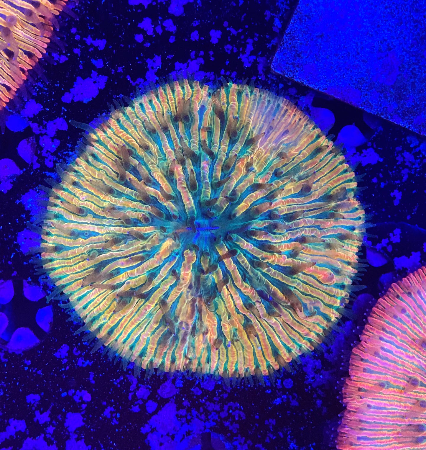 Rainbow fungia