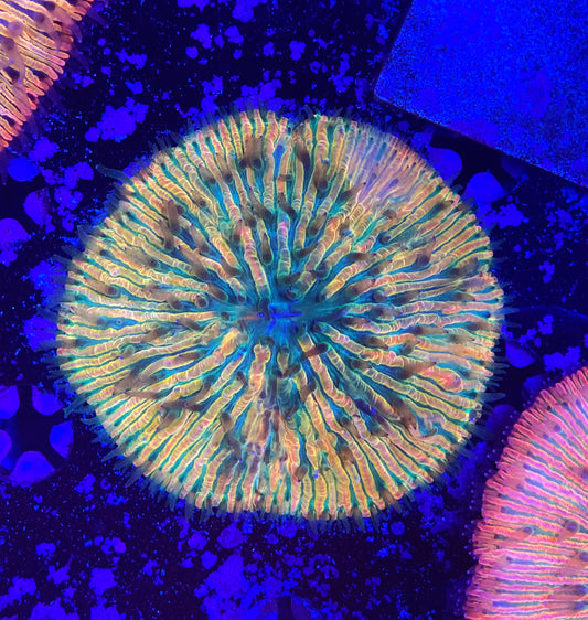 Rainbow fungia