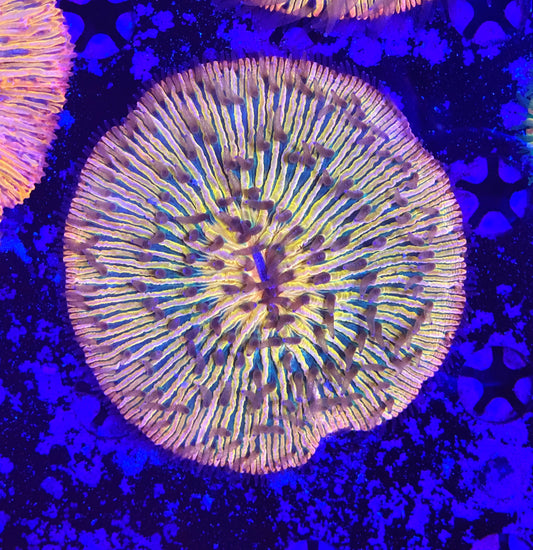 Rainbow fungia