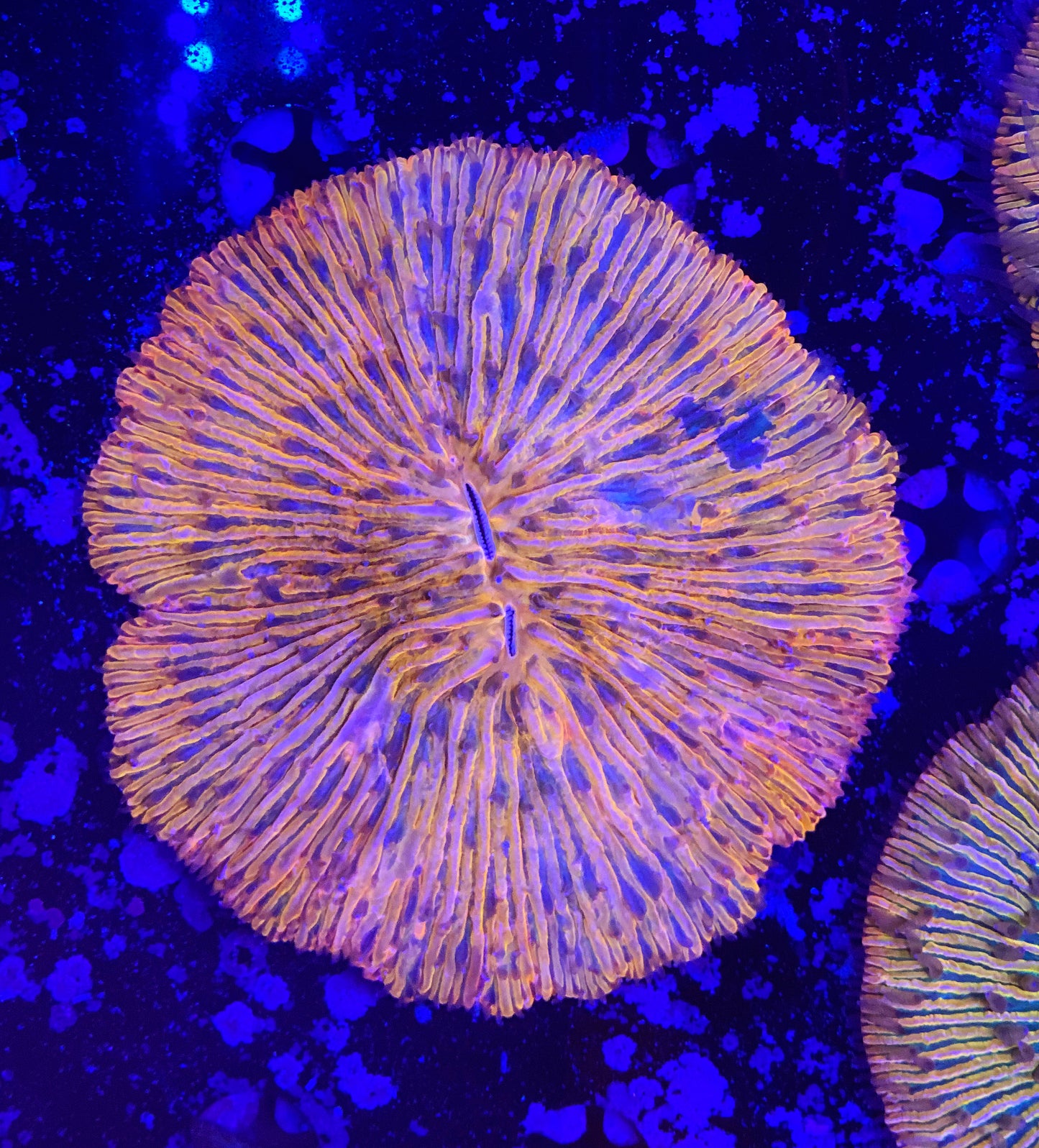 Rainbow fungia