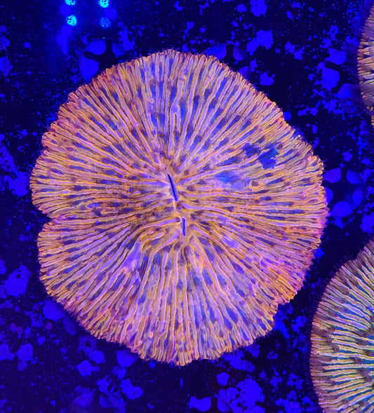 Rainbow fungia