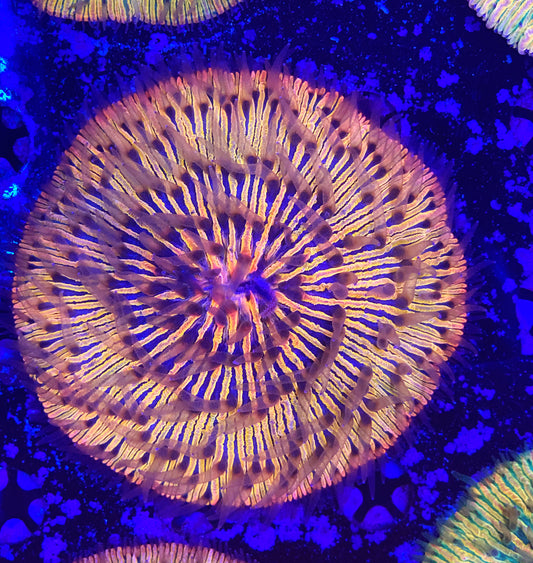 Rainbow fungia