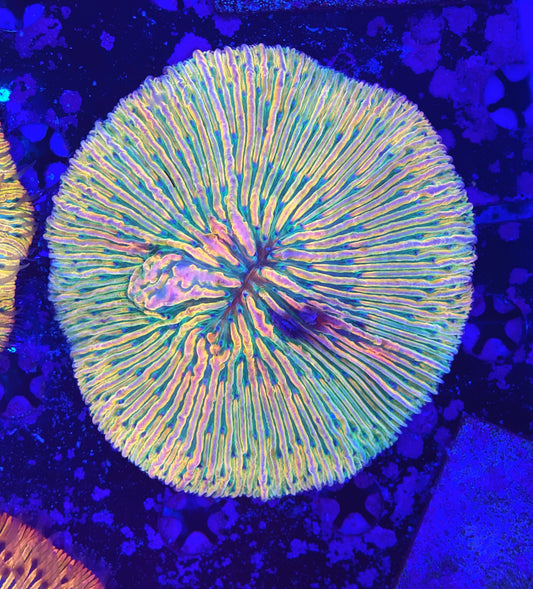 Rainbow fungia