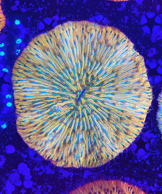 Rainbow fungia