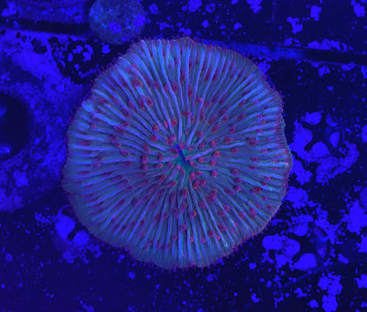 Rainbow fungia