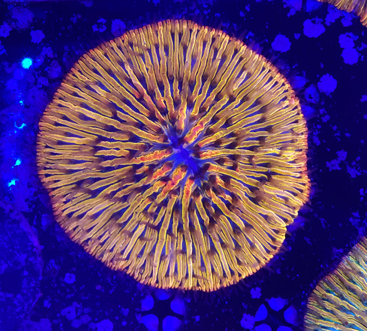 Rainbow fungia
