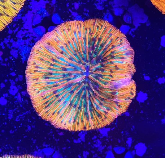 Rainbow fungia