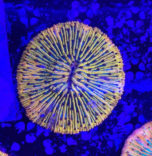 Rainbow fungia