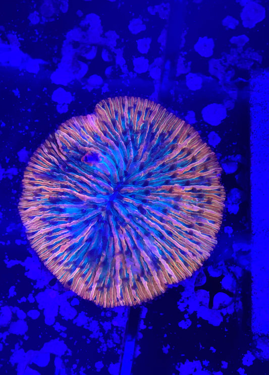 Rainbow fungia