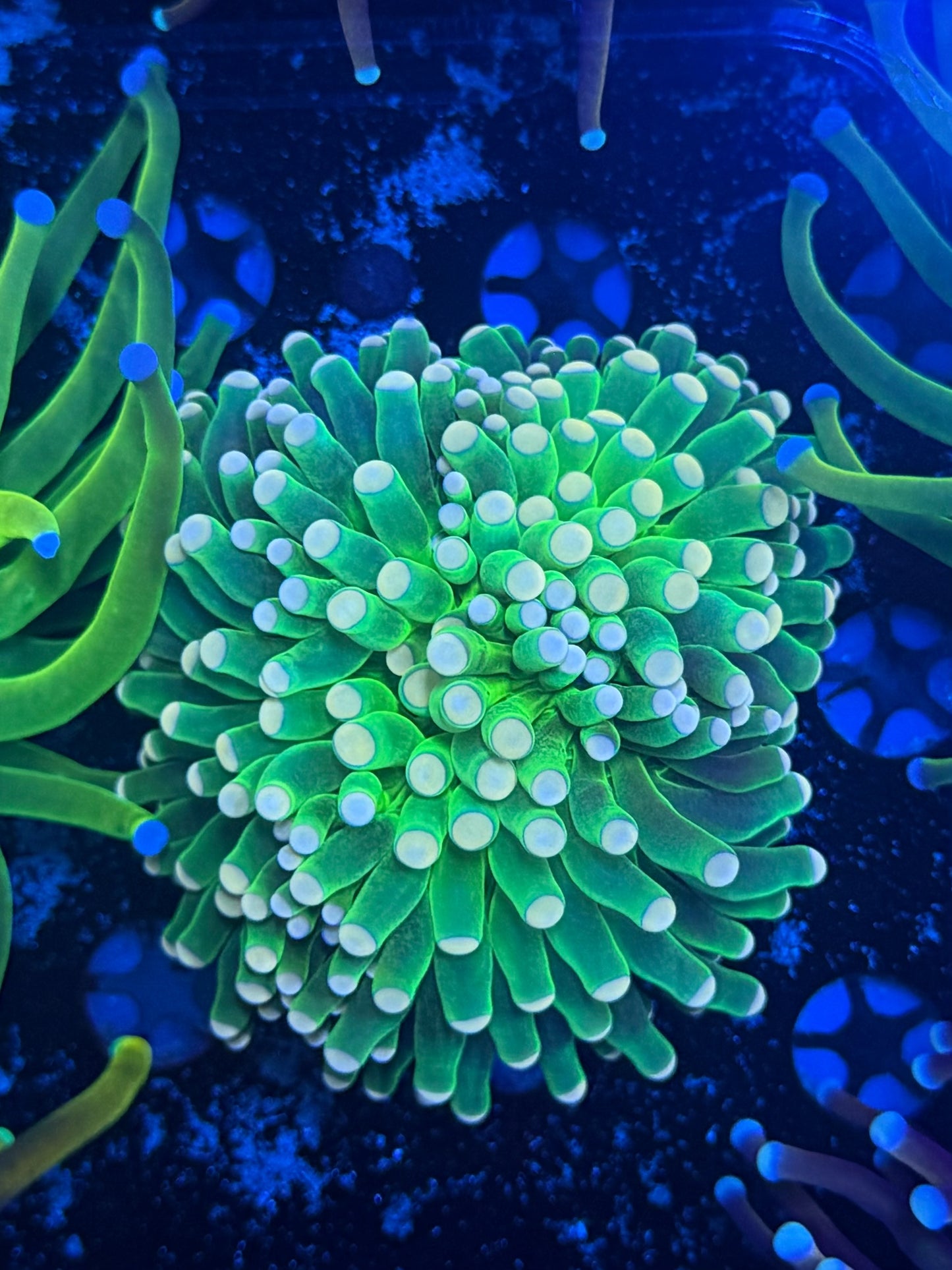 Malay green