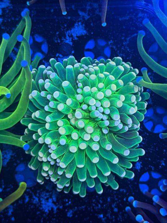 Malay green