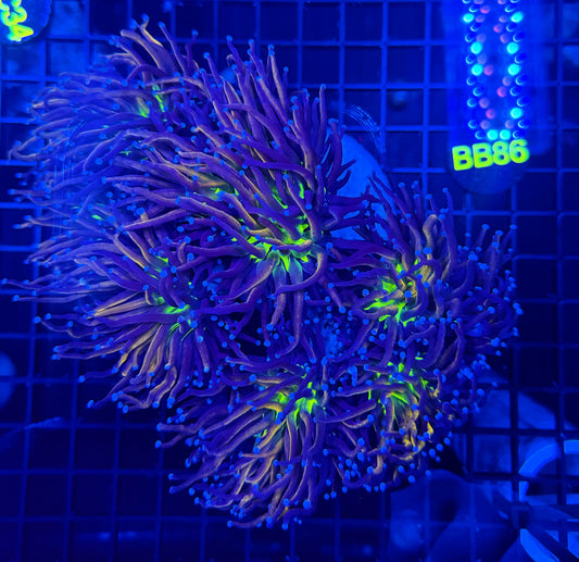 24k tiger Knicks 6+ heads colony
