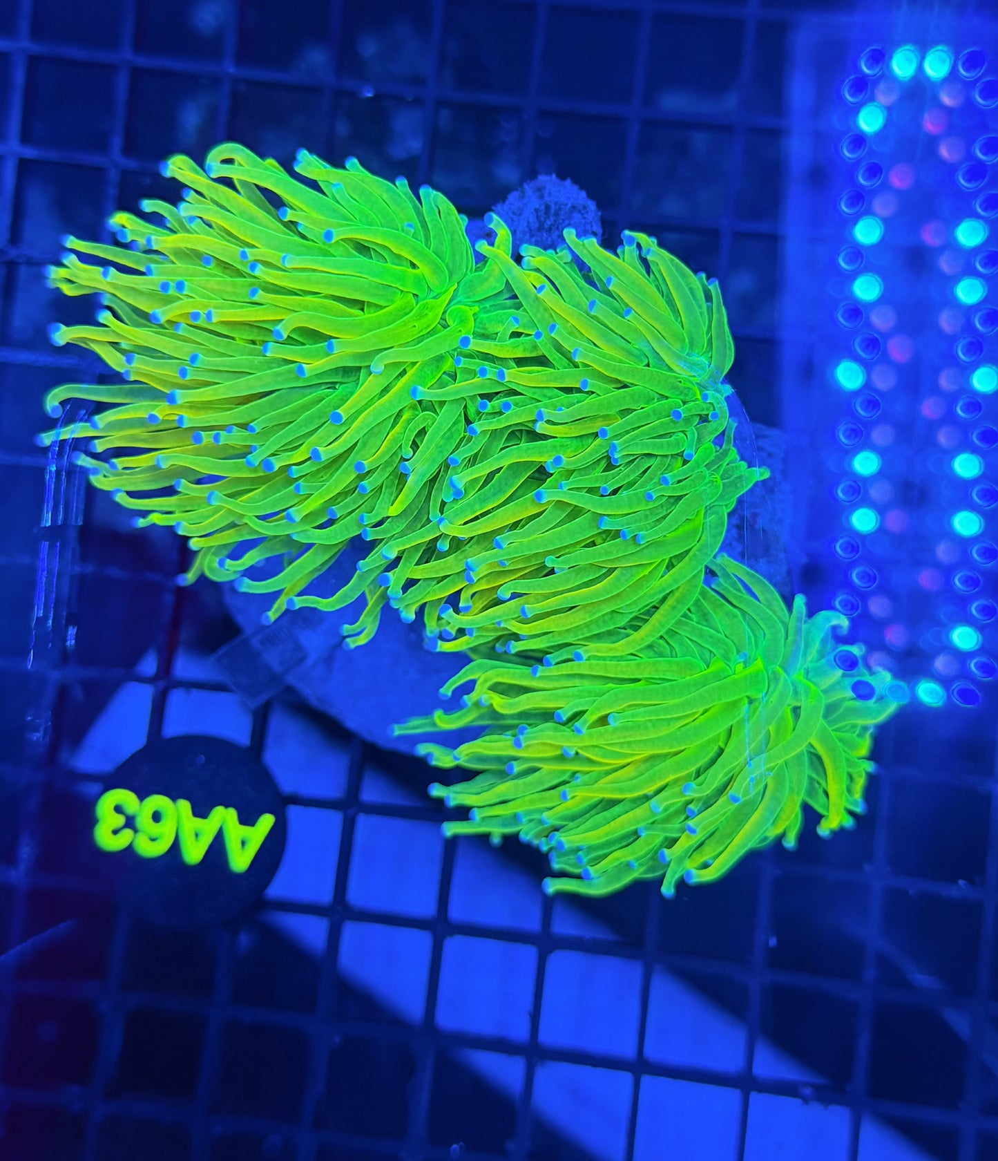 Og hg 3 heads colony