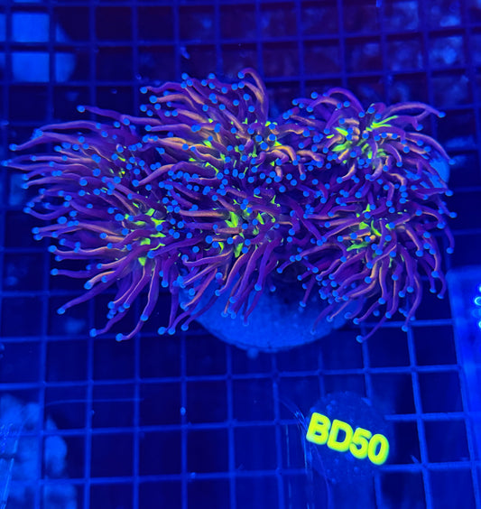 24k tiger Knicks 5+ heads colony