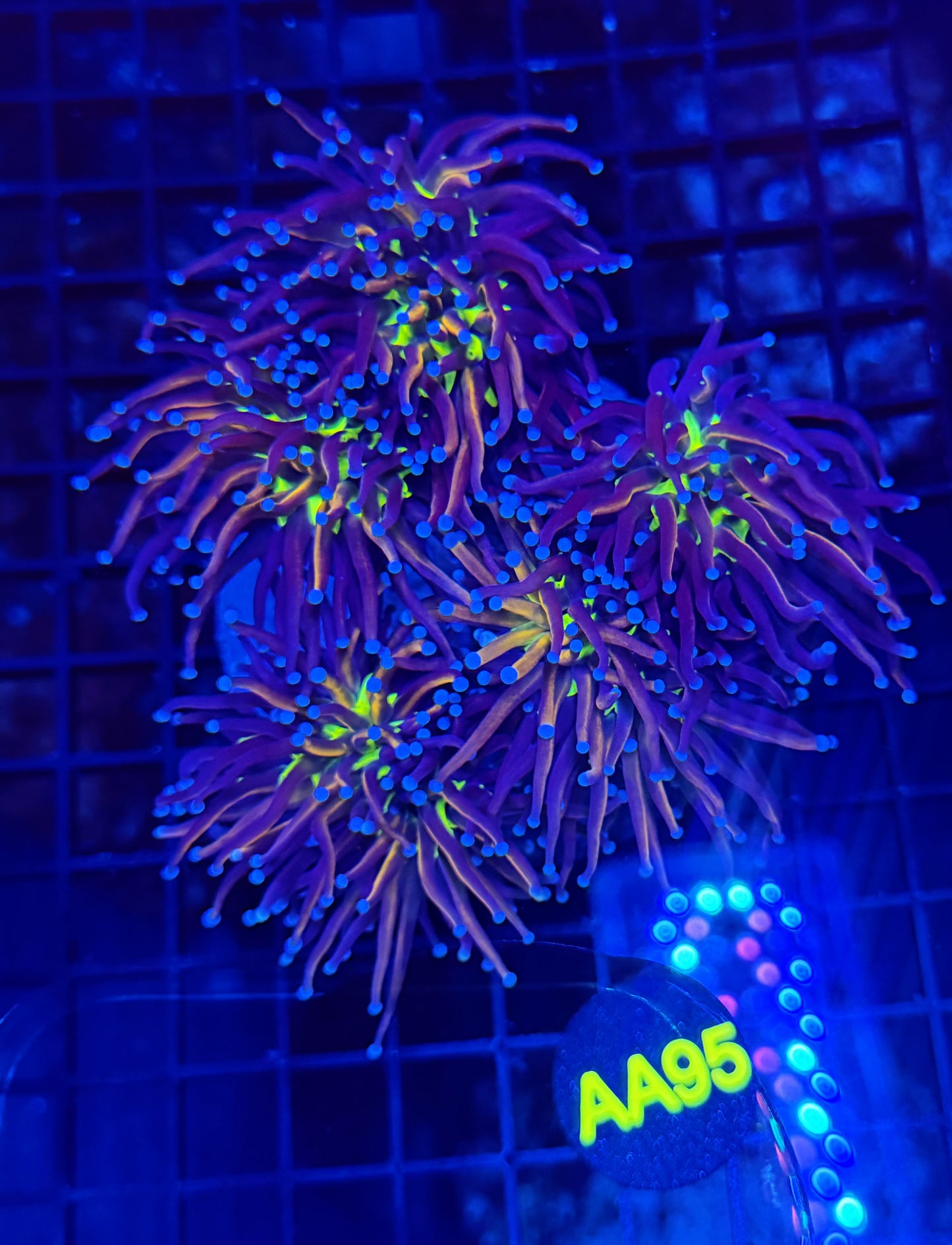 24k tiger Knicks 5+ heads colony