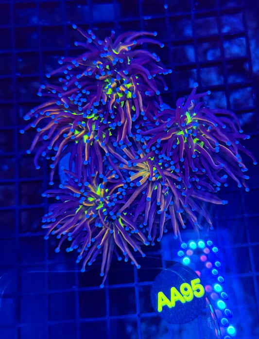 24k tiger Knicks 5+ heads colony