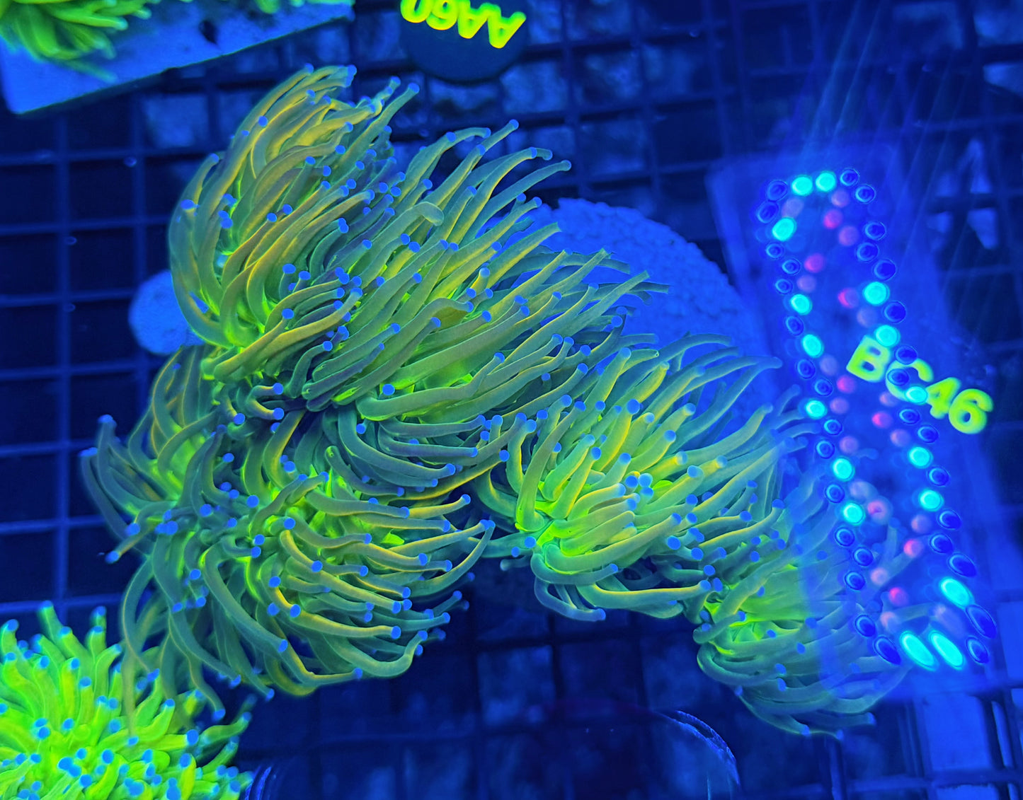 Rainbow hg 6 heads colony