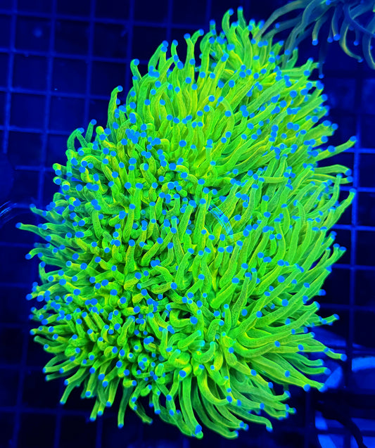 Collector glitter OG HG large colony 8+ heads