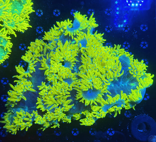 Malay lemon drop elegance XL
