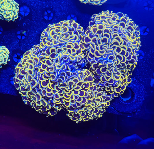 Malay fat head hammer colony